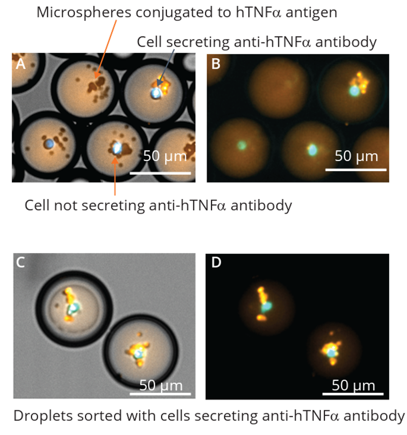 Image of droplets containing the Xdrop ASC screening assay taken with Xcyto5(2)
